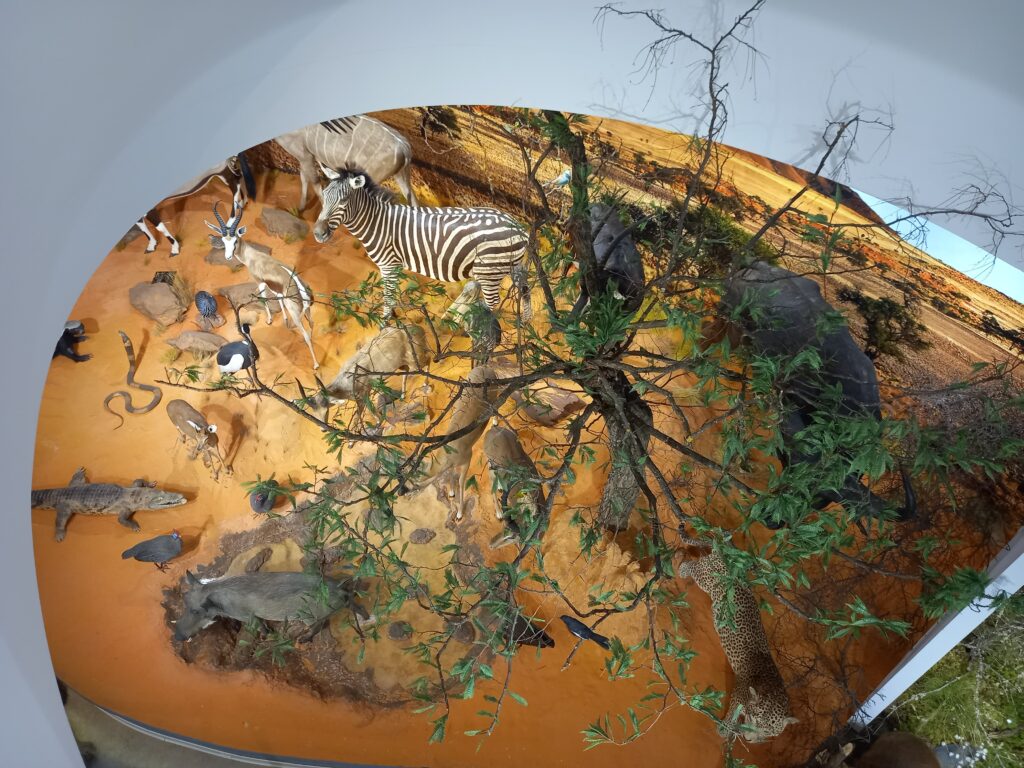 wystawa safari