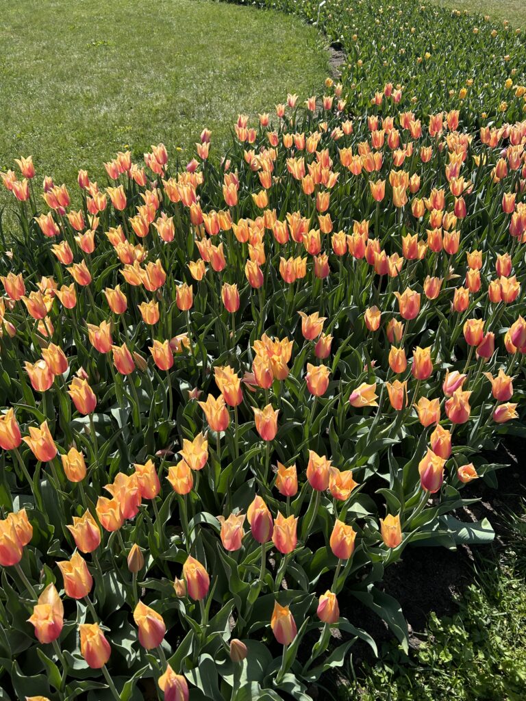 Dziesiatki czerwonych tulipanów