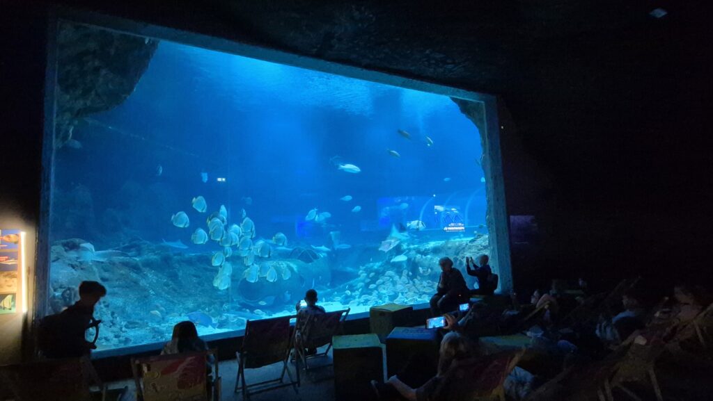 zdjęcie stworzeń morskich w akwarium oceanicznym