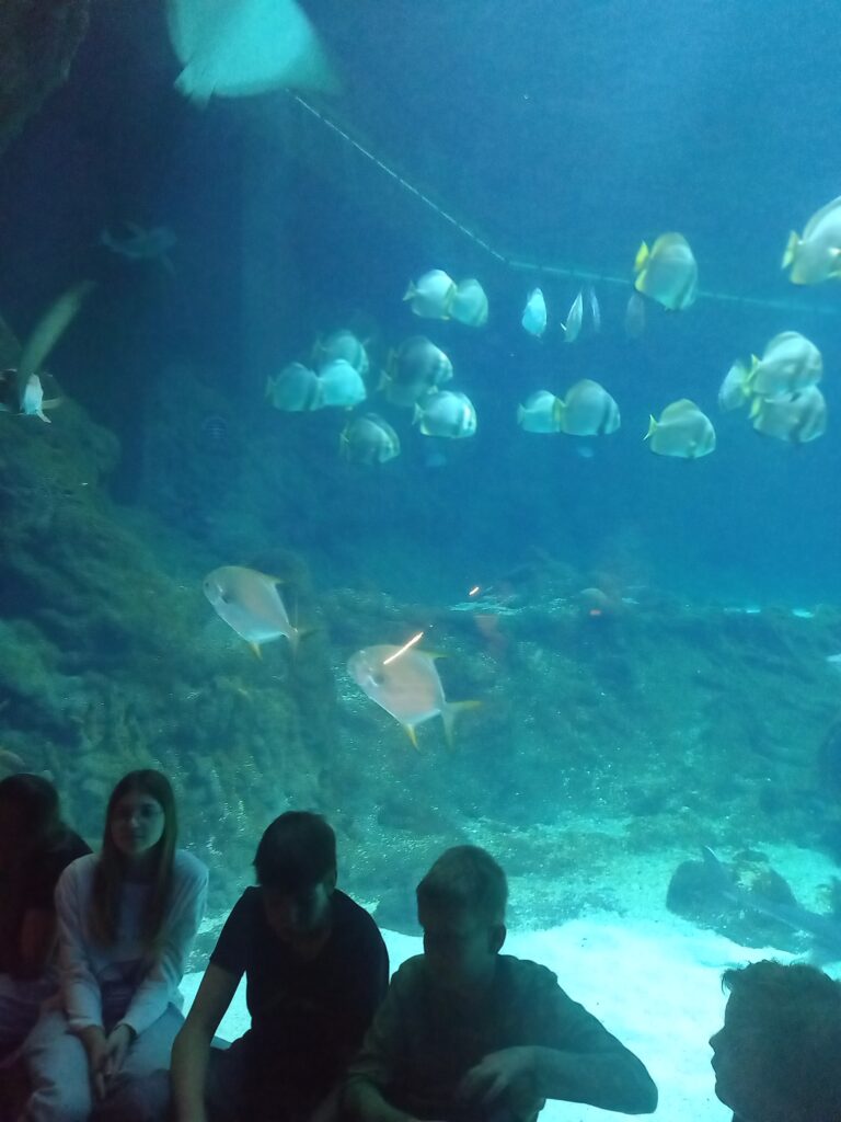 zdjęcie dzieci na tle ryb pływających w oceanarium 