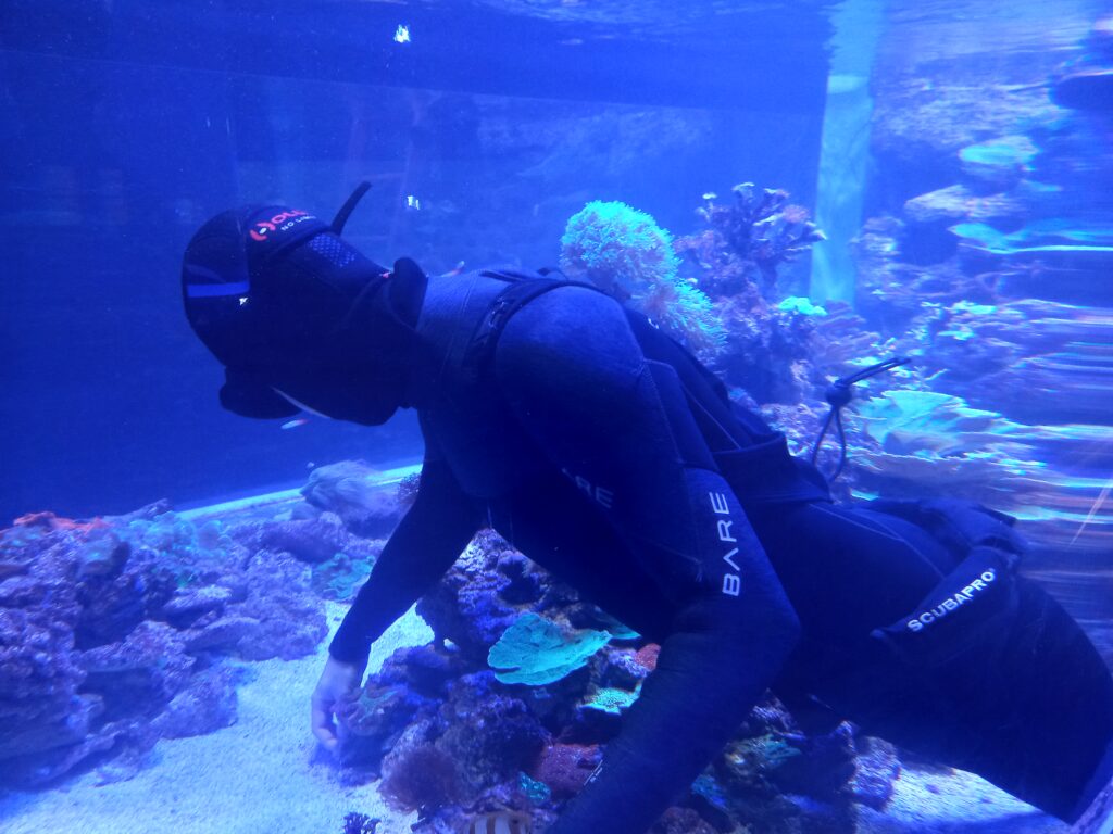 widać nurka w akwarium 