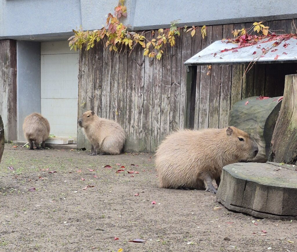 na zdjęciu kapibary