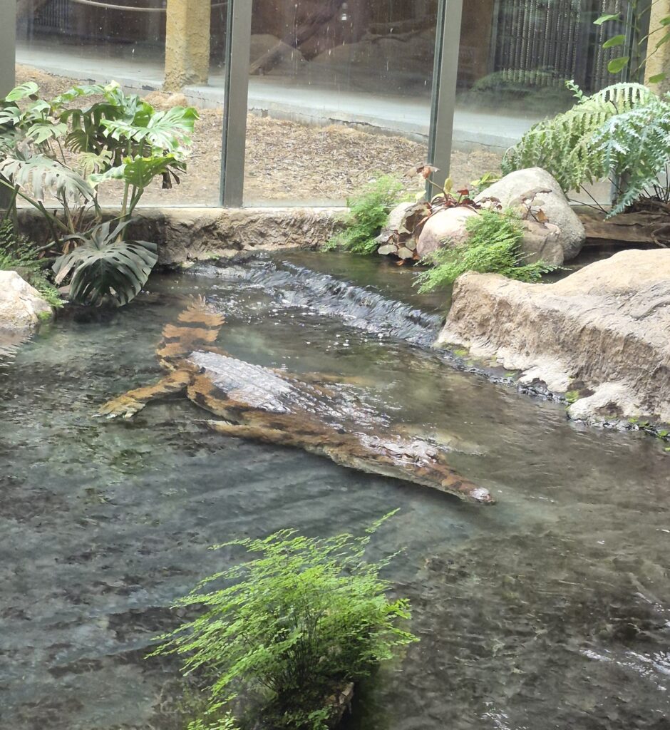 zdjęcie krokodyla gawialowego