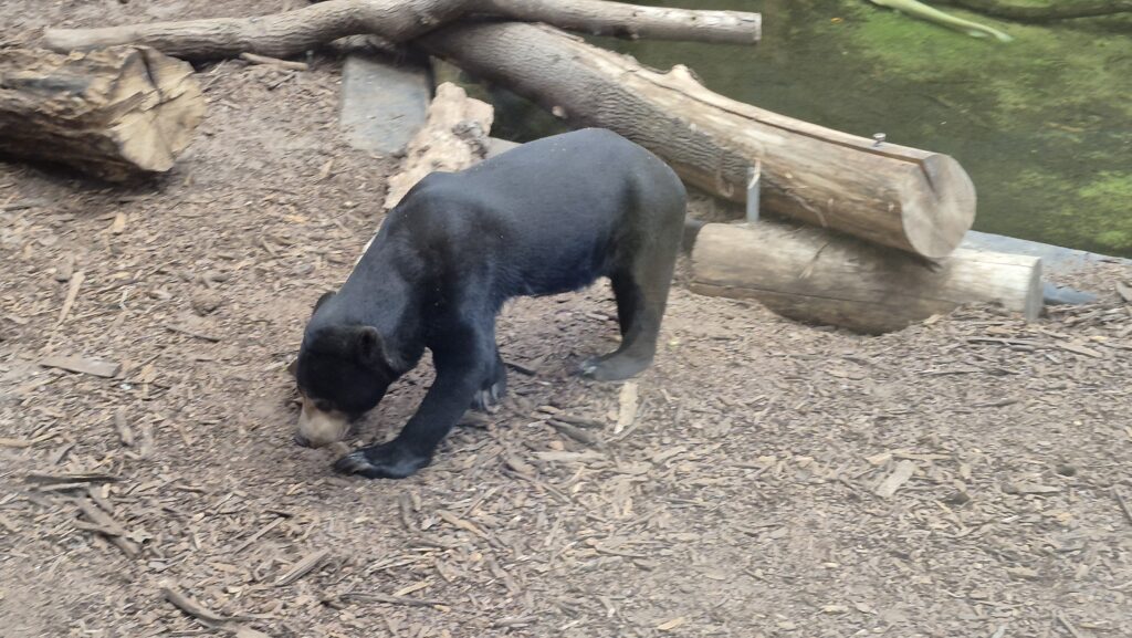 zdjęcie niedźwiedzia malajskiego