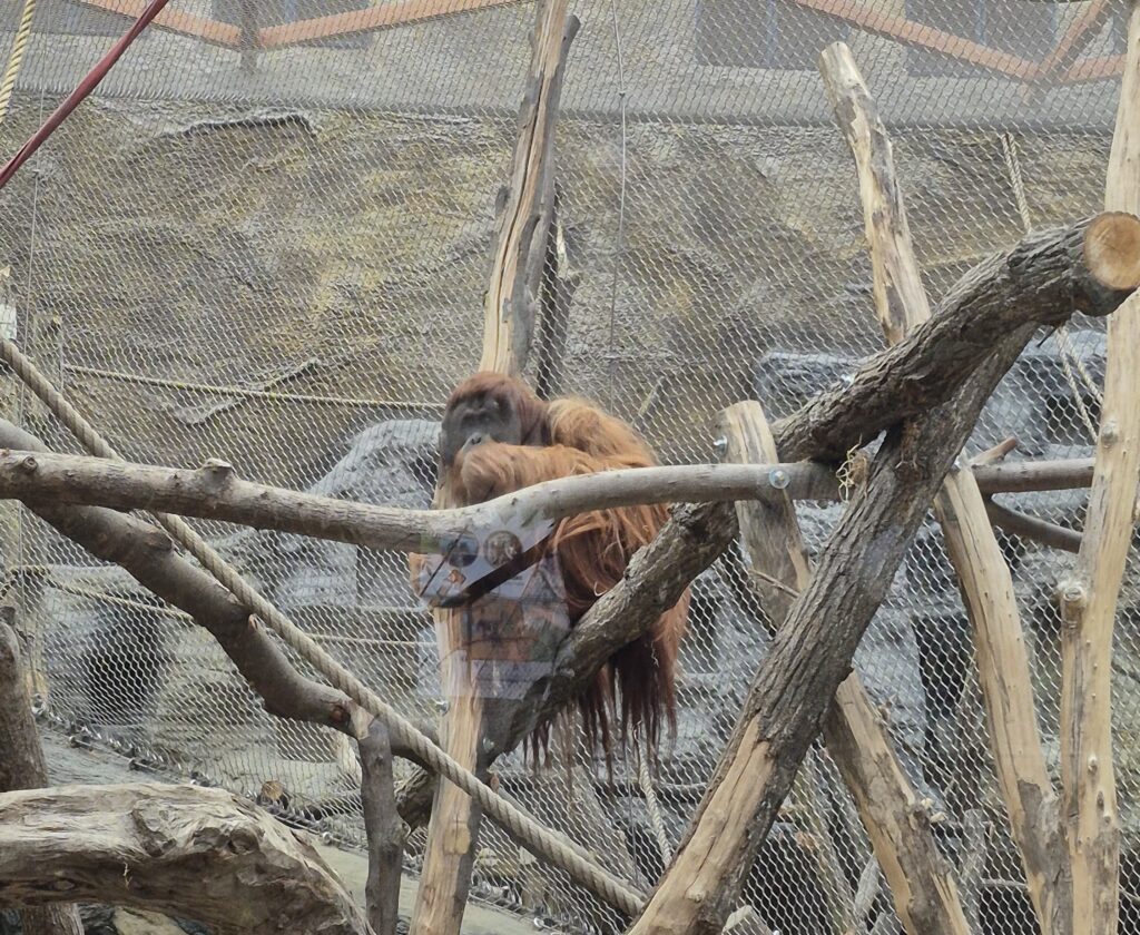 zdjęcie orangutana