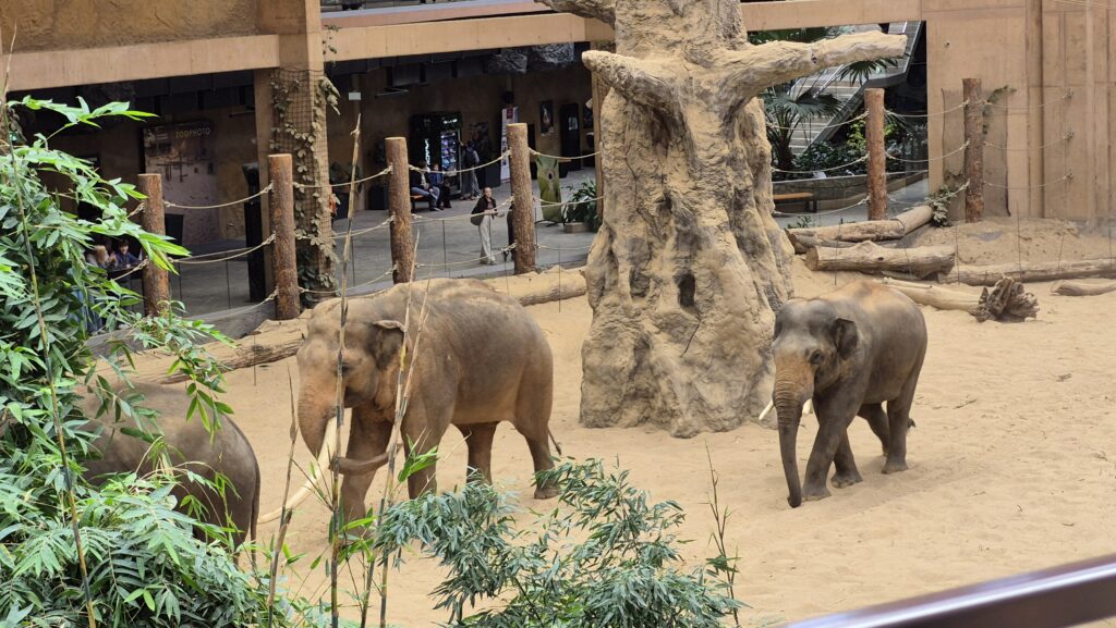 słonie indyjskie na wybiegu